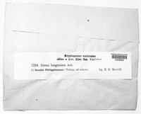Dolichousnea longissima image
